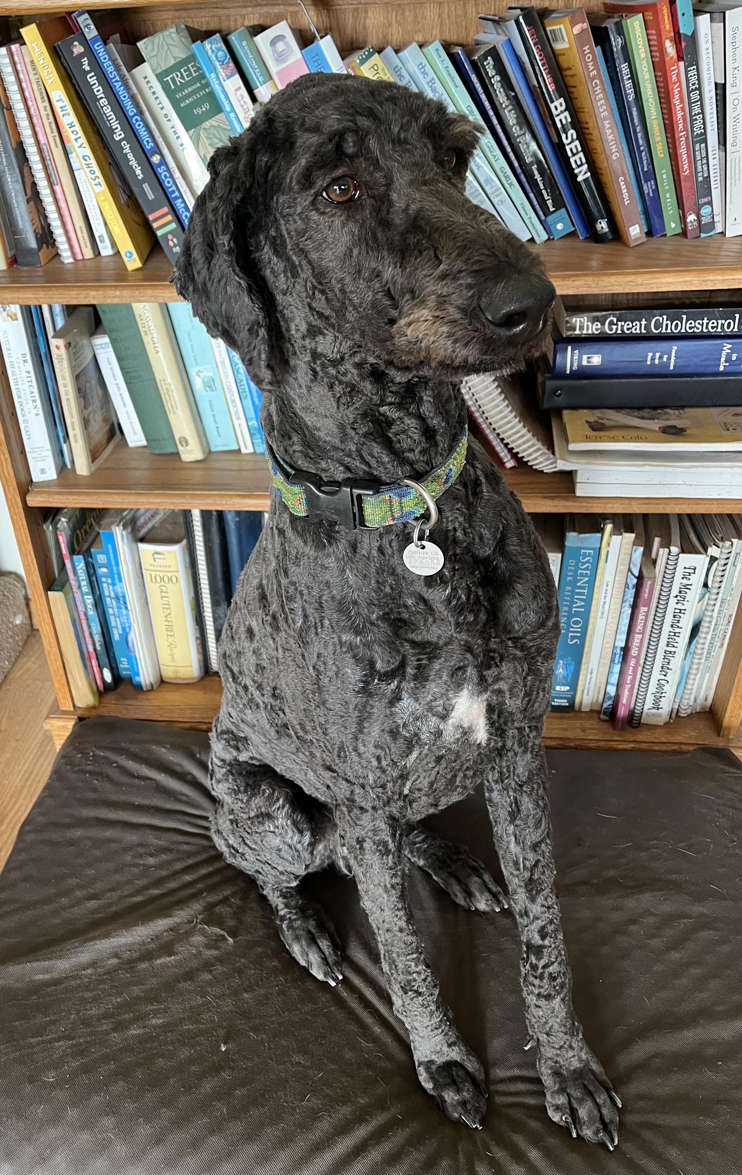 Learning to train my dog has helped me train my inner child.